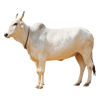 Premium Cow Ghee