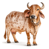 A2 Gir Cow Ghee